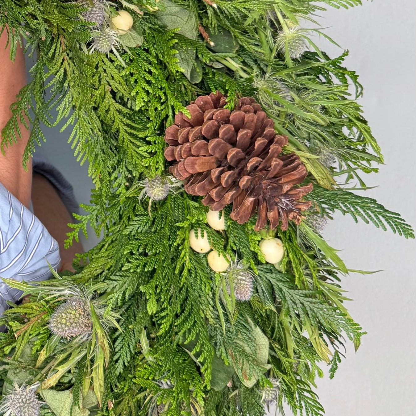 Corona de Pino y Eringyum, de 19