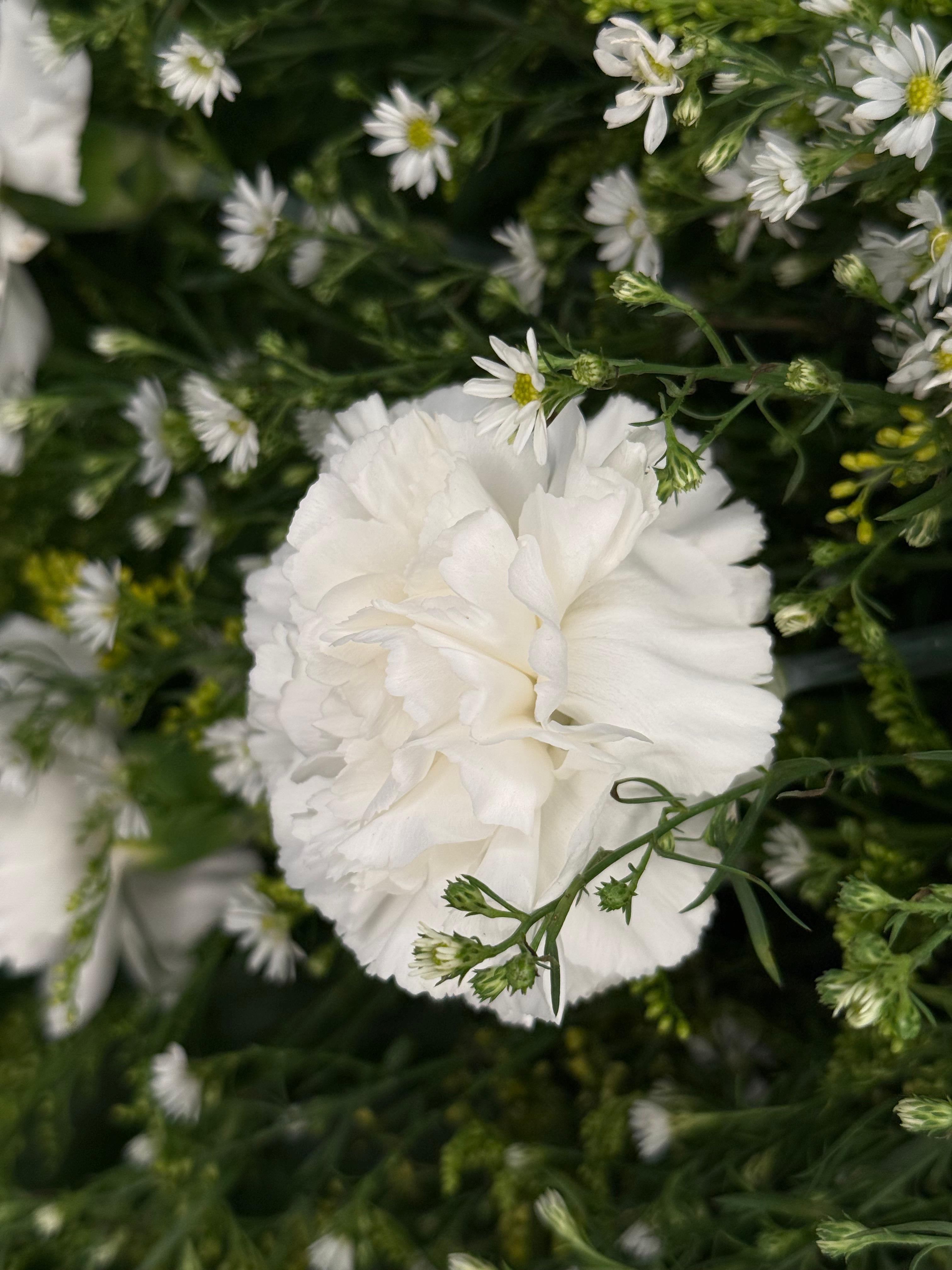 Corona de Claveles – Luz de Despedida