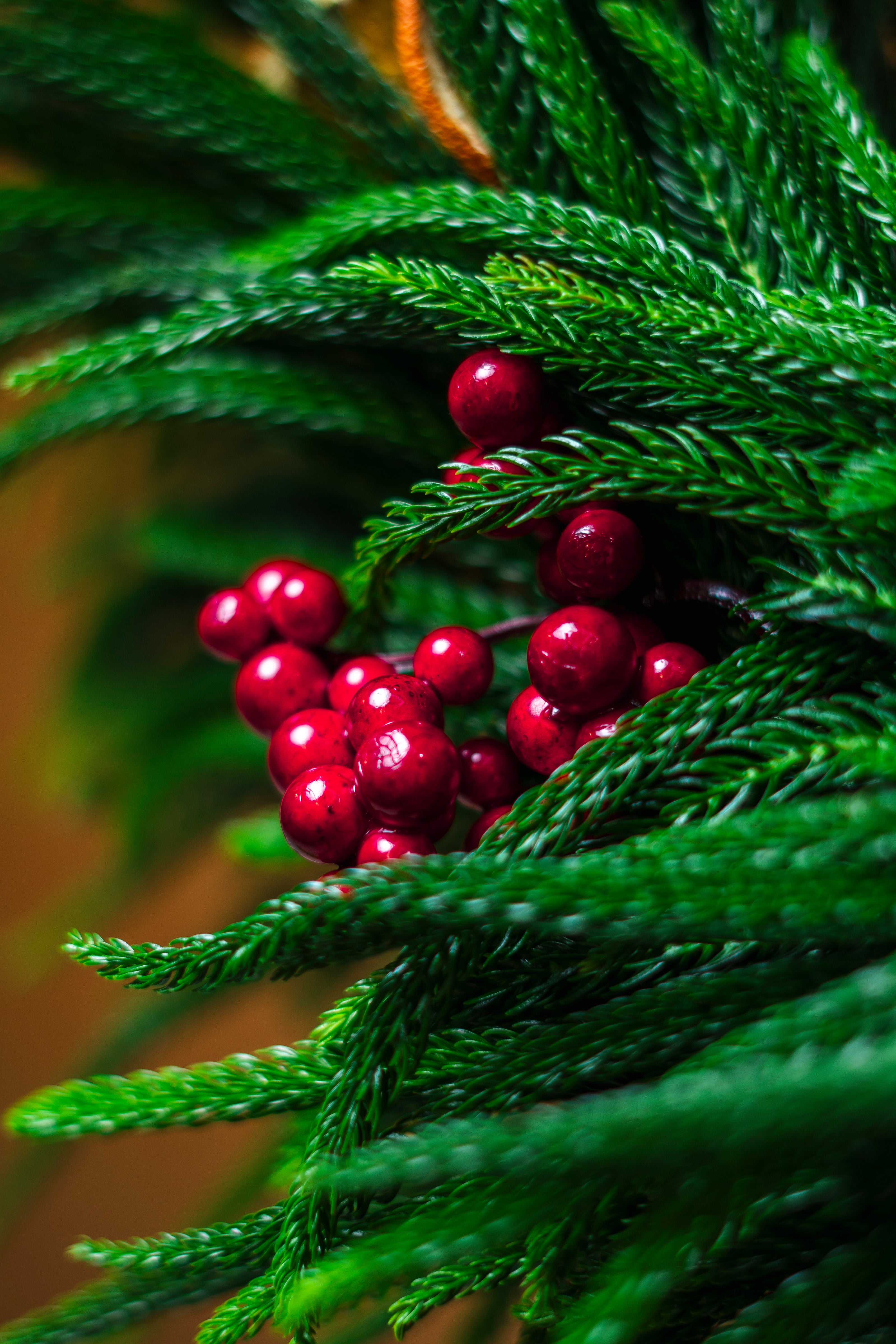 Christmas Wreath Araucaria Pine