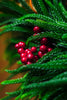 Christmas Wreath Araucaria Pine